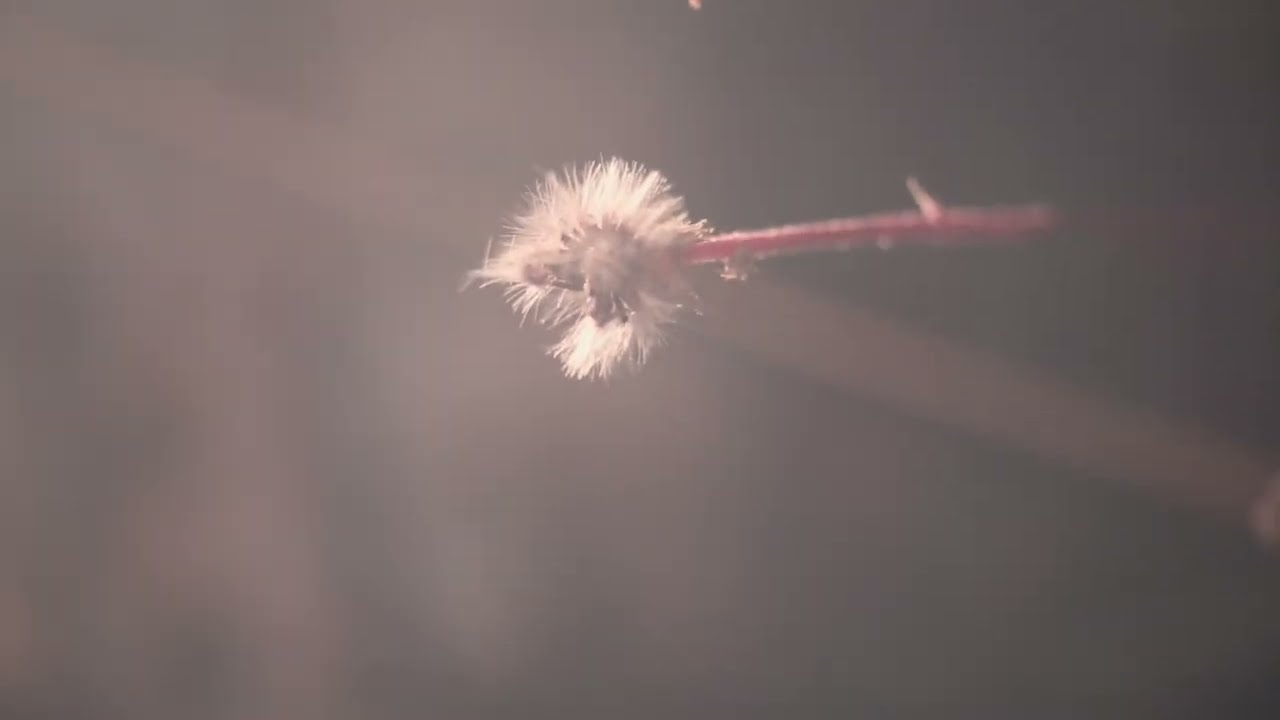 Simone Cristicchi ACCADE | videoclip ufficiale