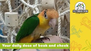 White Bellied Caique | Victorian Bird Co Ferntree Gully