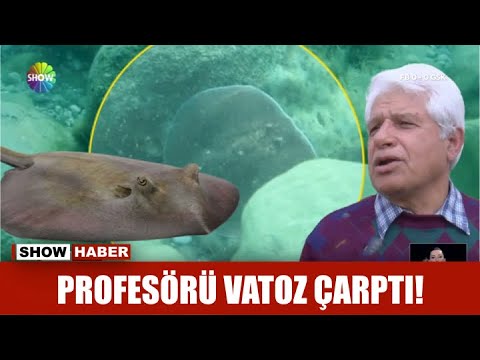 Profesörü vatoz çarptı!