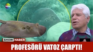 Profesörü vatoz çarptı!