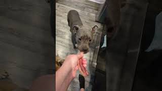 Elon Musks Dogs Eat Bacon And Peta Hates It