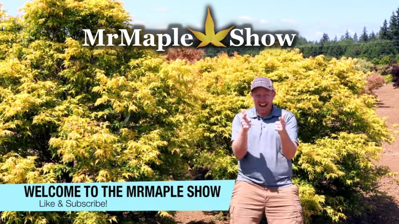 Acer palmatum 'Hanezu hagoromo' Japanese maple | Garden Plant Spotlight