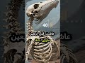 هل تعلم أن مصر تمتلك صحراء مليئة بالعظام  mp3