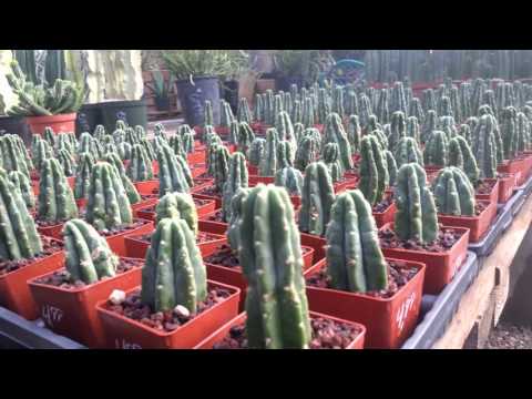 Cacti At Paulino S Gardens In Denver Co Youtube