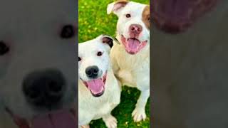 dog fight 💪💪💪 6666 #pitbull #lifeisbutadream
