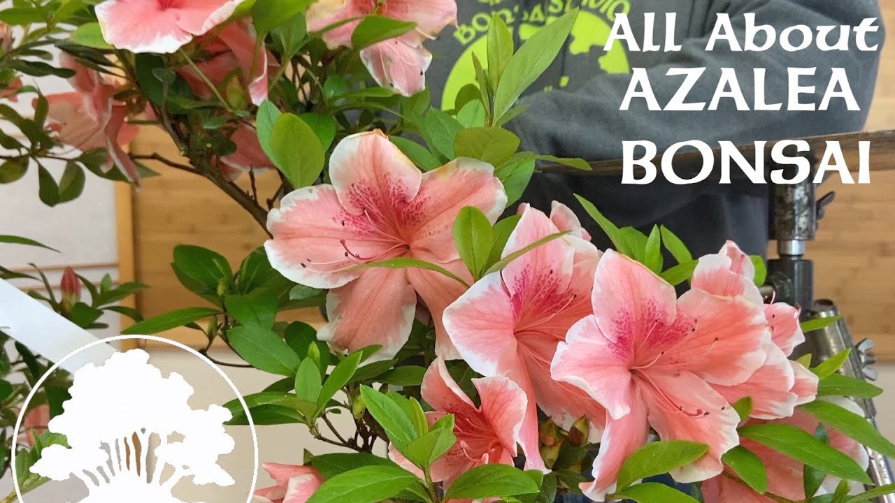 Azalea Bonsai ft. Korin - Greenwood Bonsai
