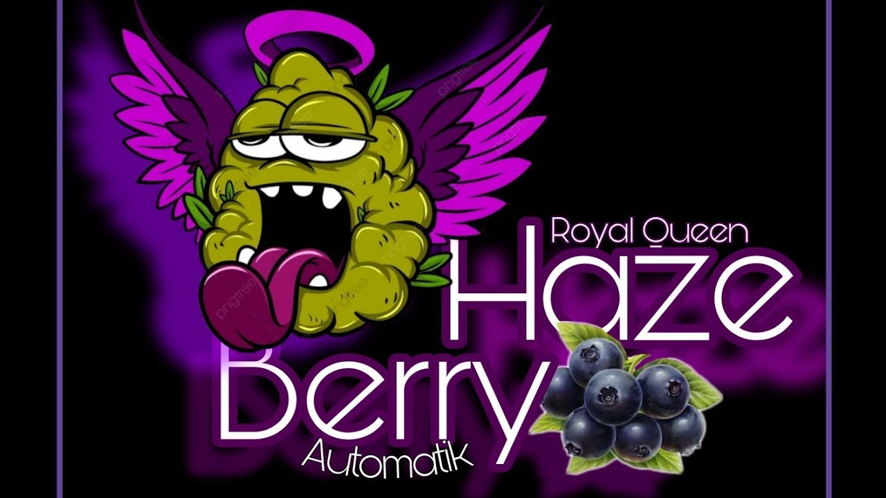 Haze Berry Automatik Royal Queen Seeds Timelaps 