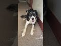 Happy dog wants to go to work