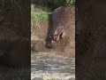 Hippos fall into water #shorts #animals #wildlife