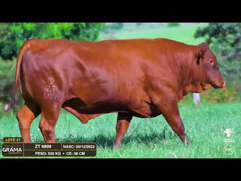 LOTE 47 - ZT 6899 - TOURO