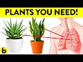These 8 plants are the healthiest to have in your house