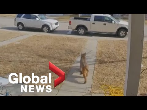 Video: Zal een bobcat een kat aanvallen?