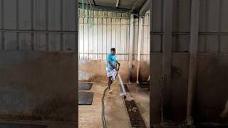 A Shepherd Uses A Pipe To Clean Dung From The Floor Of A Cattle Farm
