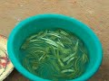 CHECK HOW TO CURE AND IMMUNITY STRENGTHEN TO YOUR CHICKENS FOWLS BY USING ALOEVERA PLANT CHECK HOW TO CURE AND IMMUNITY STRENGTHEN TO YOUR CHICKENS FOWLS BY USING ALOEVERA PLANT
