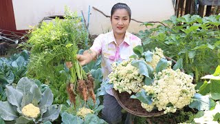 Pregnancy mom harvest cauliflower from vegetable garden for cooking - Cooking with Sreypov