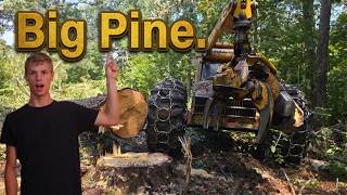 Logging large saw log pine
