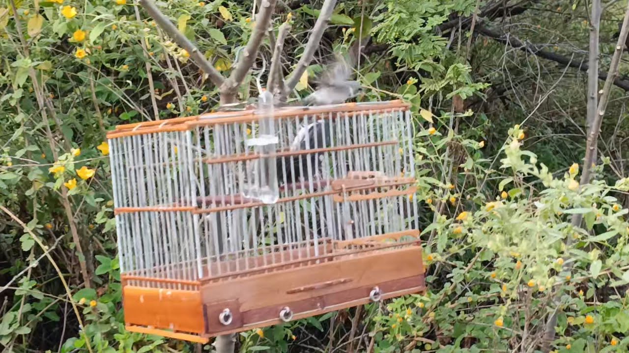 como saber se seu golinha  pode tornar pegada livre