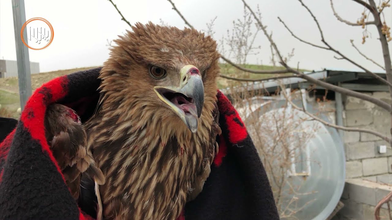 چیرۆكی ئه‌و داڵه‌ی بۆیه‌كه‌مجار له‌ ئاسمانی كوردستان فڕینی تاقی كرده‌وه‌