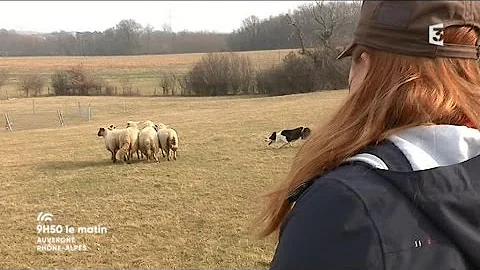 Conduite de troupeau : zoom sur le Border Collie, surprenant chien de berger