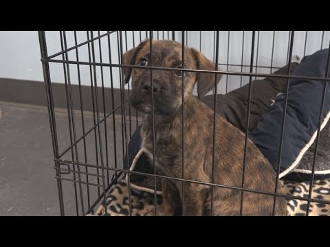 Video: Animal Shelters Ville ikke være så overfyldt Hvis alle vidste dette