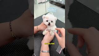 This Bichon Frize Is A Bit Small. It’s A Treasure In Your Palm. The Bichon Frize Is Super Small And