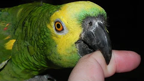 Como fazer para amansar um papagaio?