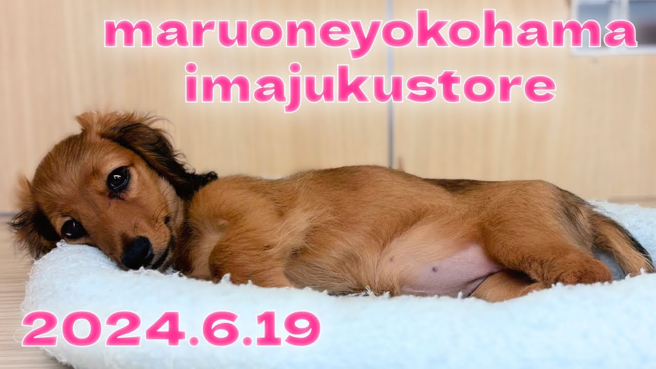 ダックスフント特集 】6/20現在在店中のダックスちゃん！最新動画は