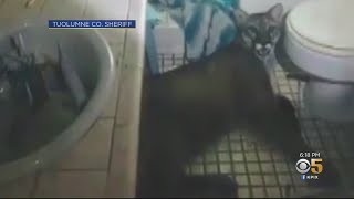 Mountain Lion Gets Trapped In Family's Bathroom Near Yosemite