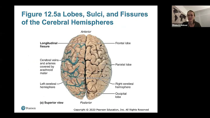 Ch. 12 (Part 1) Central Nervous System