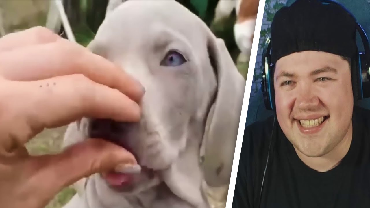 Was Tiere So Denken 140 | MEGA FOLGE | REAKTION