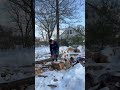 390xp showing frozen red oak who’s boss #husqvarna #treework #faller #squaregrind #firewood