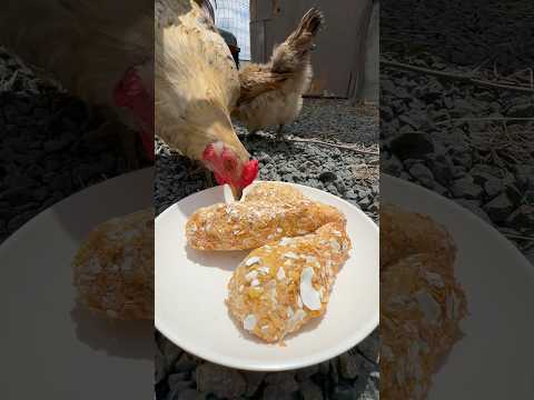 Fried Chicken for Chickens 🐓🍗