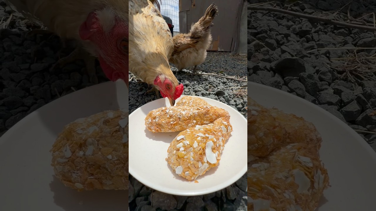 Fried Chicken for Chickens 🐓🍗