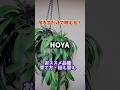 吊るすだけで映える！育てやすい品種と失敗しない育て方（ホヤ） #観葉植物 #plants #houseplants #hoya #ホヤ