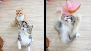 When I Hang Feathers in Front of Cats by Candace House 499 views 2 years ago 2 minutes, 48 seconds