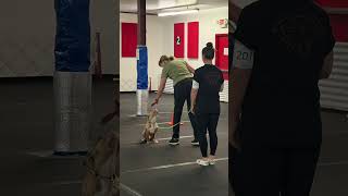 Stephanie & Ziggy - UKC Beginner Novice A 1st Trial