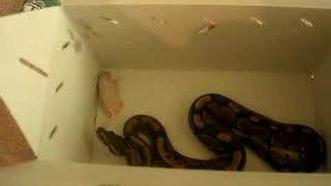 Ball Python attacks mouse