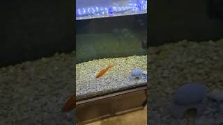 I Bought A Bigger Fish So Moby Wouldnt Eat It