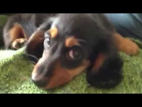 Black Tan Long Hair Dachshund Puppy For Sale Youtube