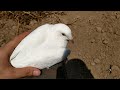 Cómo saber si una paloma es macho o hembra 🕊️🕊️🕊️