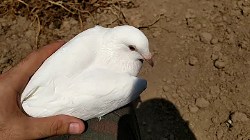 ¿Cómo saber si una paloma es macho o hembra?