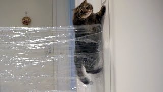 Как высоко может прыгнуть кот?; How high can cat jump?