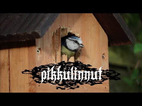 Video: Miten ymmärtää Duck käyttäytymistä