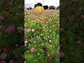 台北市大佳河濱公園大波斯菊花海 (Sea of cosmos flower in Dajia Riverside Park, Taipei City)