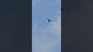 Соколы в Чернигове)