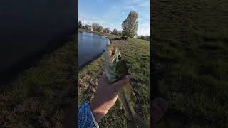 On the Great Lakes Finesse Juvy Craw!!! #fishing #bassfishing #fishinglures