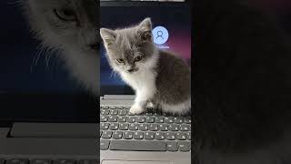 як заблокувати компьютер #cat #cute #kitten #animals #kitty #love #cutecat #meow #nature #chat