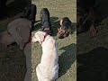 Yoga teacher ♥️ #dog #doglover #dogs #pets #shorts #shortvideo #trending #viralvideo #ytshorts