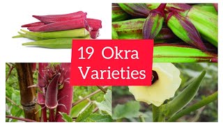 Choose from 19 varieties of okra, short, tall, climates, spine, spineless, red or green colour