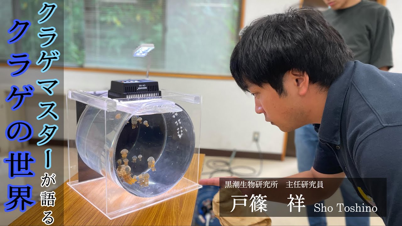 クラゲ好き必見 クラゲマスターが語る クラゲの世界 戸篠 祥 主任研究員にインタビュー Youtube